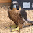 Lady Hawk
