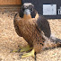 N-4XwEzP6Kk-channel-avatar-Lady Hawk
