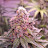 @Cannakin