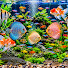 mbyoP4x3vdc-channel-avatar-Aquarium Natural