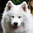 @Sasha-The-Samoyed1