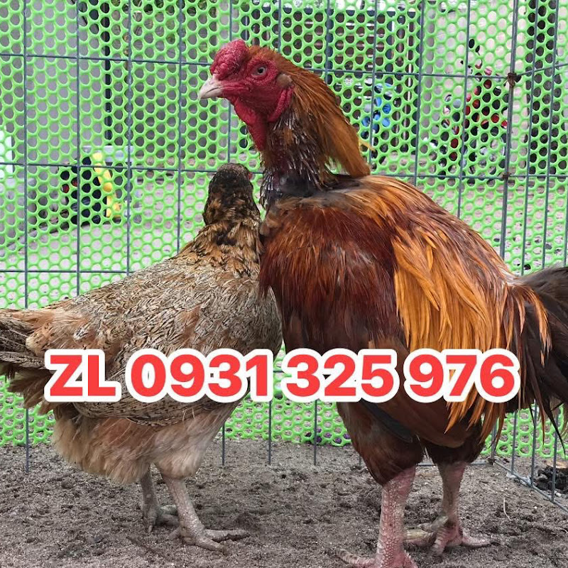 LAI TẠO GÀ ĐÁ KCK