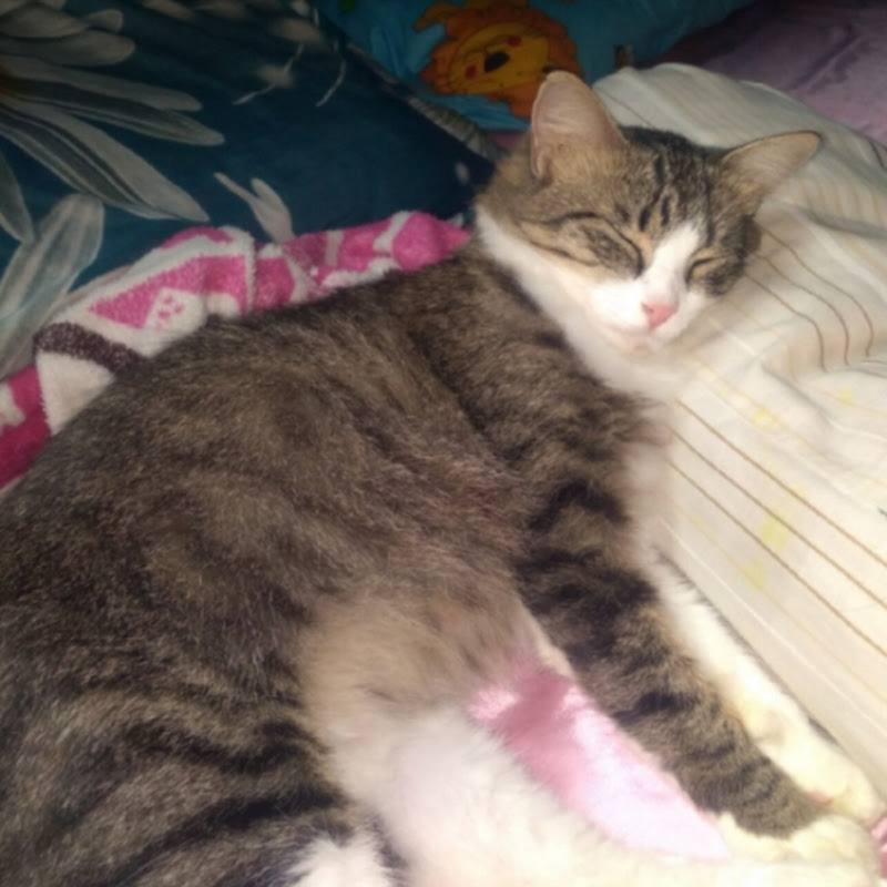 Hire Aliyya.15  — Pets & Animals YouTube creator for sponsorships