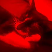 ~𝐠𝐫𝐞𝐲&𝐤𝐢𝐤𝐢~