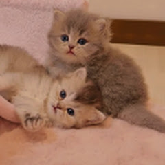 喵咪日记アイコン画像