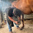 The Scottish Farrier