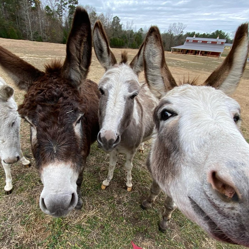 Goldy's Farm Donkey Cam (www.GoldysFarm.com) thumbnail
