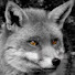 08b7xb7a11I-channel-avatar-Серый★Лис