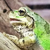 はらペコチャンネル