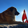 Автор