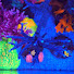 yvKW9kbJ32U-channel-avatar-The Acro Reef