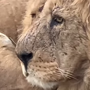 Погибшие и пропавшие животные #Тайгана. Animal Abuse in #Taigan Lion Park -  YouTube