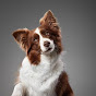 BRITISH-THE BORDER COLLIE® logo