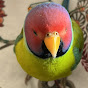 Rose, The plum-headed parakeet  logo