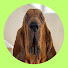 HgxME3QlghU-channel-avatar-T-Dog