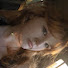 MbbRm_k5nus-channel-avatar-Hello This Is Kitty ASMR