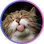 Beautiful Cats - Beautiful Places Avatar