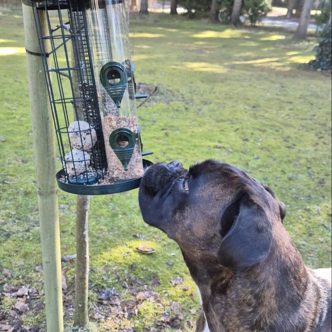 Post from BoxerRex