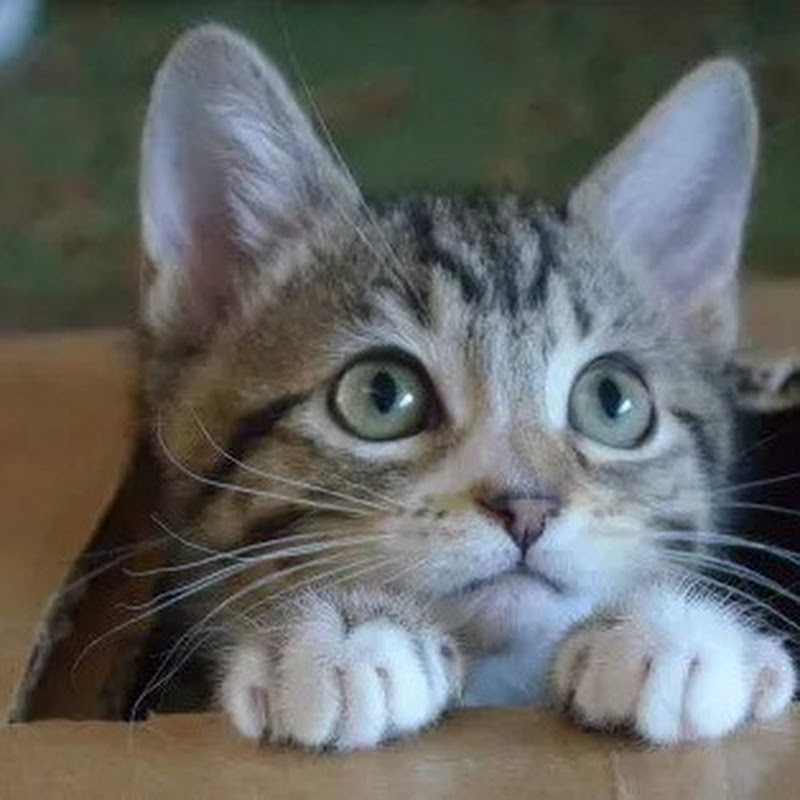 curiouscat