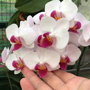 Organic Orchids