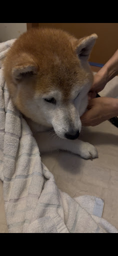柴犬くうちゃん様 ?media_id=3849763103408377913