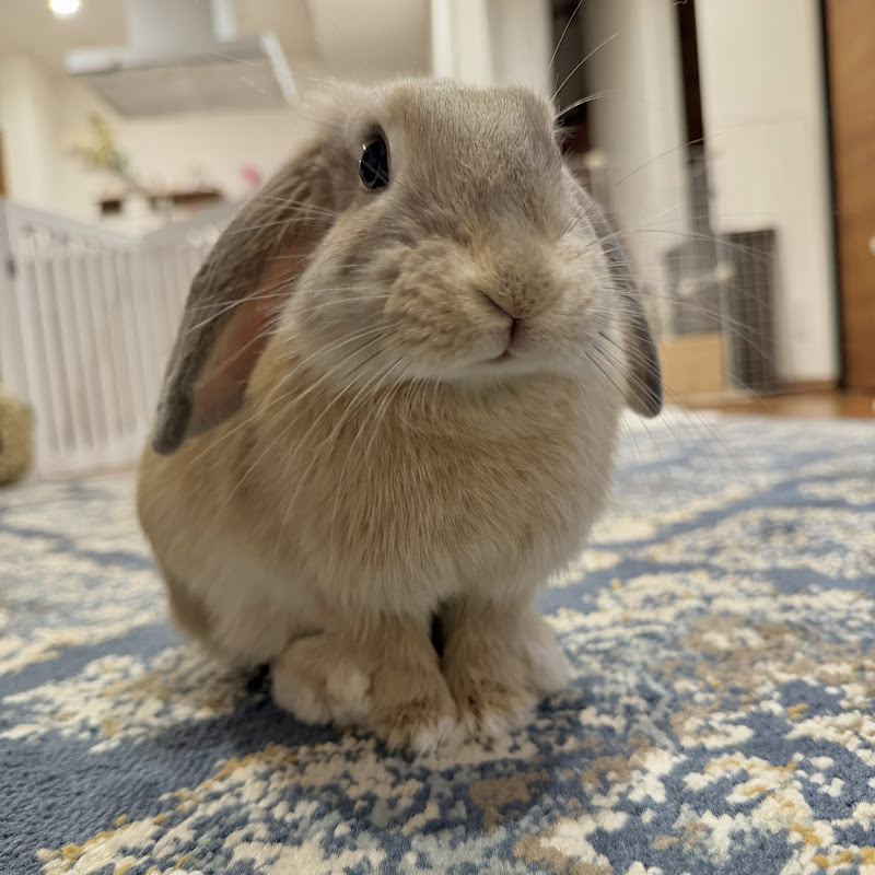 紅茶うさぎ りぷとんch