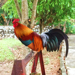 Mạnh Gà Rừng 27 Tây Bắcの画像