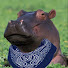 zR-p8Plz2zQ-channel-avatar-Daqqer