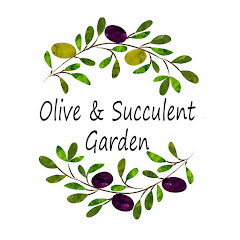【Olive&Succulentgarden】