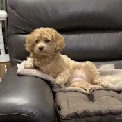 ヤバイ犬ちくわ