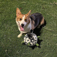 Corgi ChuQiアイコン画像