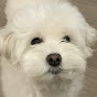 쥬