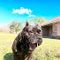 gz2cFLVBmEM-channel-avatar-The Dog Messiah