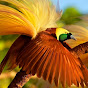 Paradise PNG 