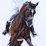 IETdllCijWA-channel-avatar-Grand Prix Dressage Fan