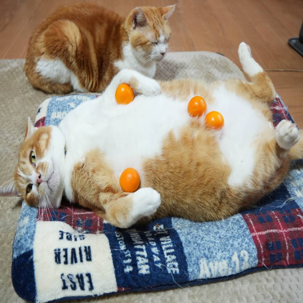 のせ猫 スーパーカップ のせ猫 2024 240416 - YouTube
