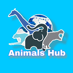 Animals Hub617