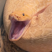 SnakeHuntersTV