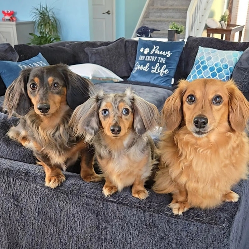 Morgan, Rolo, & Pebbles the Dachshunds