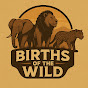 Births OF the WILD logo