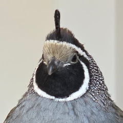 Kevin the California quail