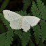 UC-QAYh9-TQ-channel-avatar-neiima