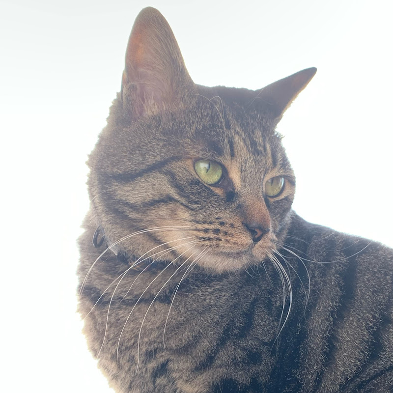 くっつき虫のぴた