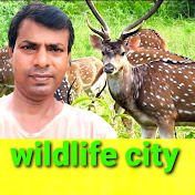 Wildlife city