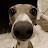 @frogite135's avatar