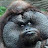 @OranguDanny