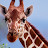 @Sceptical_Giraffe