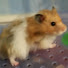 onRKT6LbNeQ-channel-avatar-Doughnut the Hamster