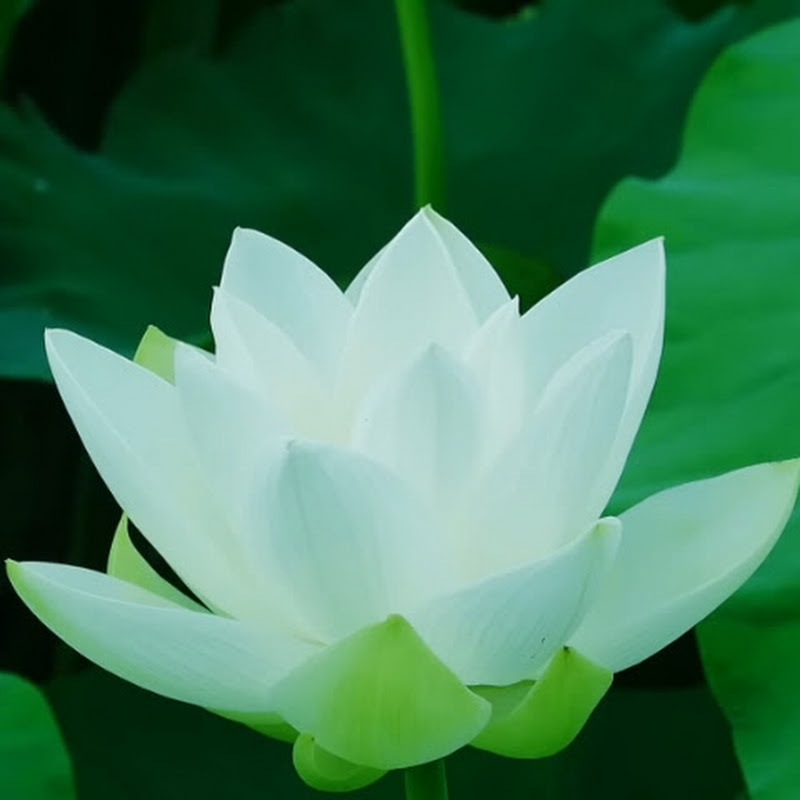 Temple of wisdom India