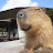The capybara